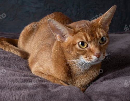 Preview: The Abyssinian purebred cat of red color meets all standards has high breed ratings lies on a dark