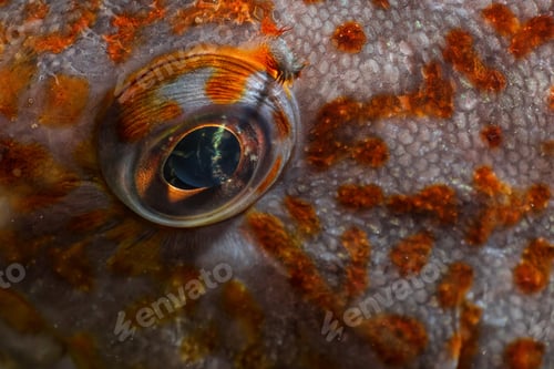 Preview: Fish eye underwater in Pacific Ocean