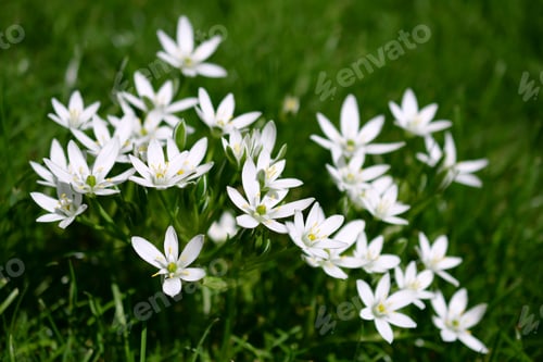 Preview: White Grass Lilies, Star of Bethlehem, Nap-at-Noon, Eleven-o'clock-Lady, Summer Snowflakes