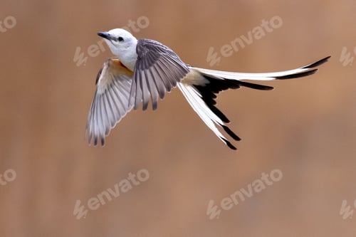 Preview: Closeup of the scissor-tailed flycatcher, Tyrannus forficatus flying against a blurry background.