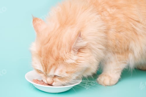 Preview: Fluffy striped ginger cat eats meat food from white bowl on mint background close-up.