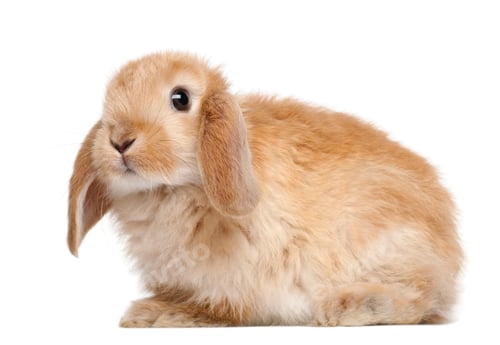 Preview: Rabbit against white background