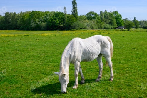 Preview: White horse grazing in a horse pasture, with a beautiful blue sky in Nijlen, Belgium
