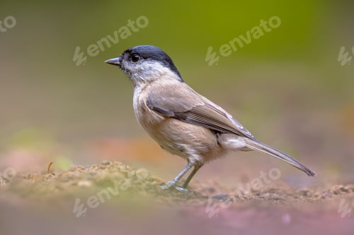 Preview: Willow tit on forest floor