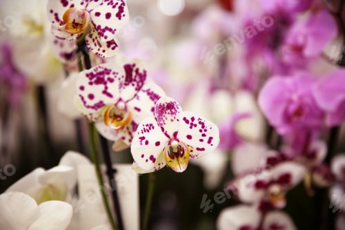 Preview: Beautiful blooming orchid flowers, closeup. Tropical plant