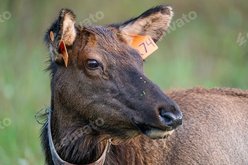 Preview: Cow Elk Portrait
