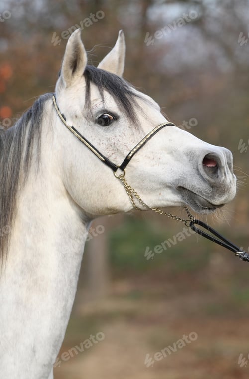 Preview: arabian, horse, mare, stallion, riding