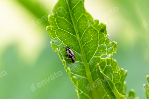 Preview: close-up flea beetle black insect with dung on leaf