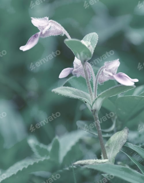 Preview: Beautiful floral spring abstract background of nature