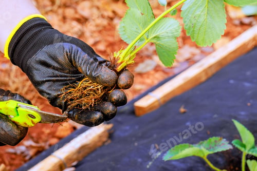 Preview: Gardener in gloves prepares a strawberry bush for planting by cutting off excess roots with scissors