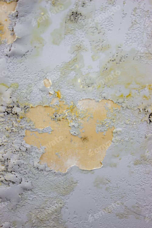 Preview: black mold on the wall. Fungus on the wall after the flooding of the house.