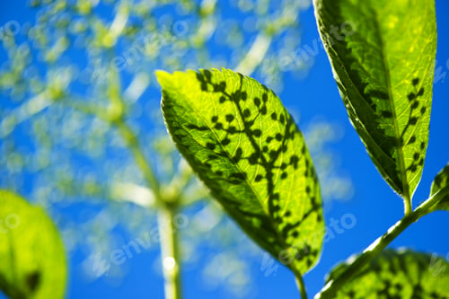 Preview: Blooming elder or elderberry bush leaves