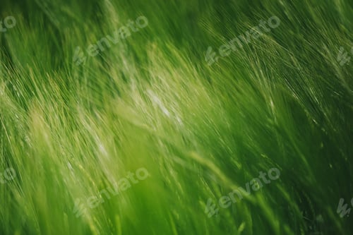 Preview: Green wheat in cultivated field as abstract agricultural backgro