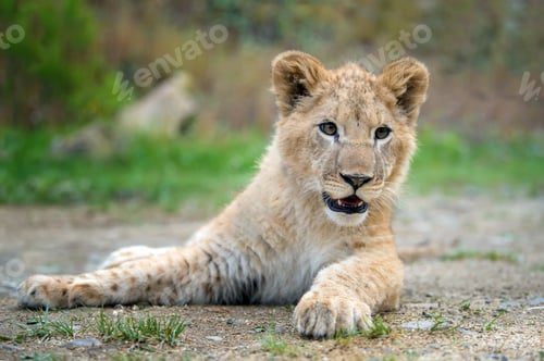 Preview: Young lion cub in the wild