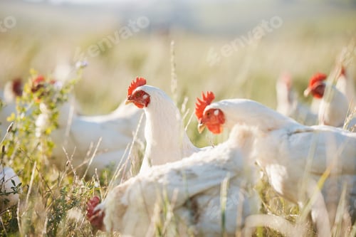 Preview: Agriculture, nature and food with chicken on farm for sustainability, eggs production and livestock