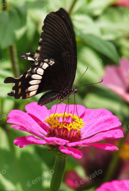 Preview: Butterfly on Pink Zinnia Flower in Green Garden
