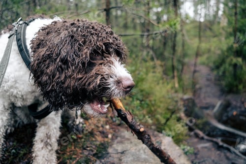 Preview: Dog with stick