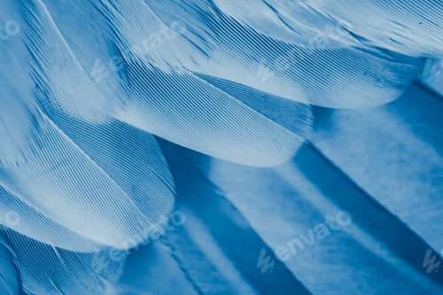 Preview: blue feather pigeon macro photo. texture or background