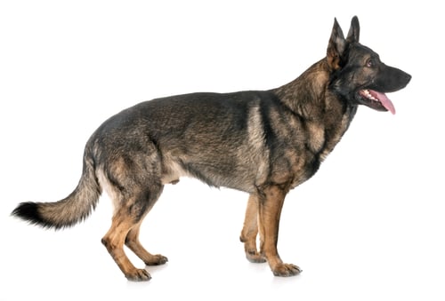 Preview: gray german shepherd