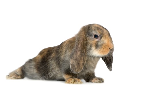 Preview: Rabbit