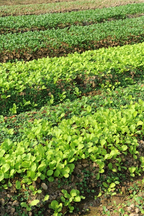 Preview: Lettuce Growing In The Soil