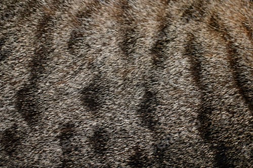 Preview: Tabby cat fur texture background.