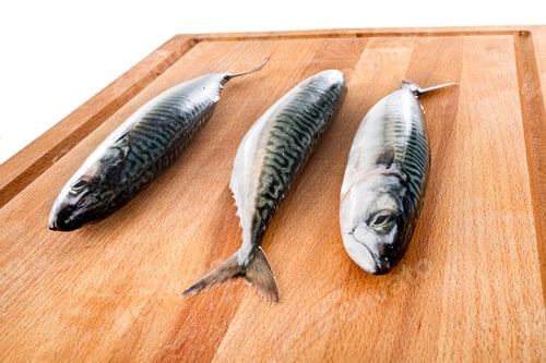 Preview: Mackerel fish in studio