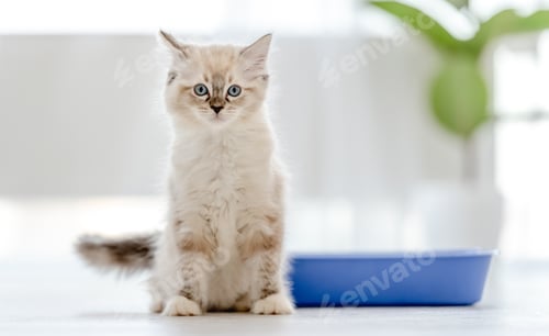 Preview: Ragdoll cat in light room