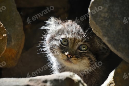 Preview: Close up portrait of manul kitten