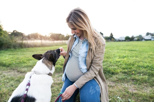 Preview: Unrecognizable pregnant woman with dog in green sunny nature