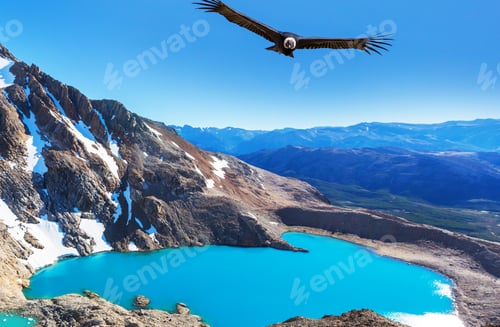 Preview: Condor in Patagonia