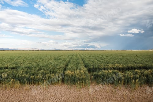 Preview: Wheat fields in the desert of Imperial Valley, California