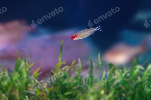 Preview: Rummy-nose Tetra (Hemigrammus rhodostomus) - Freshwater fish