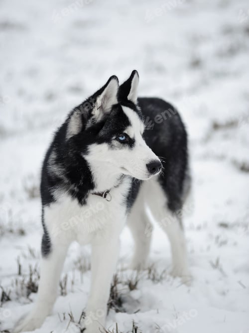 Preview: dog, siberian husky, pets, dogs, wilderness