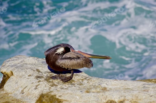 Preview: It was so interesting watching these pelicans as they moved their head around