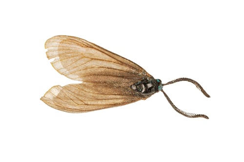 Preview: Brown moth on a white background