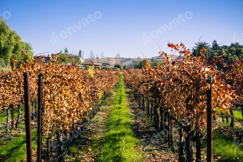 Preview: Vineyard in winter