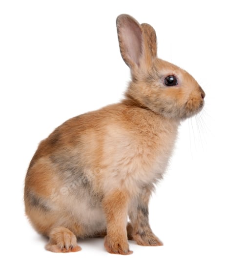 Preview: Portrait of a European Rabbit, Oryctolagus cuniculus, sitting in front of white background