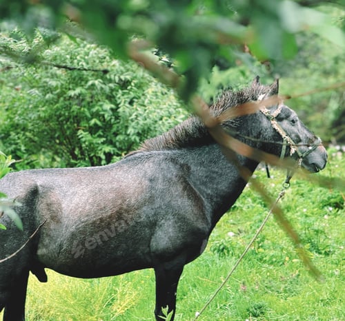 Handsome Gray Horse Standing in Green Grassy Field