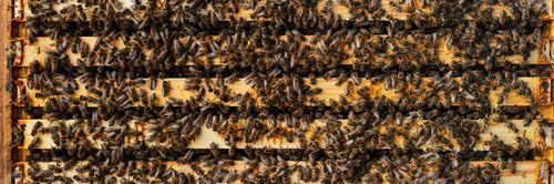 Preview: Bees on Honeycomb Wide Banner