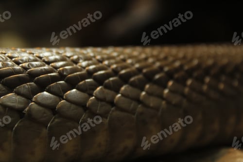 Preview: the snake is looking down into the dark space with no one on it