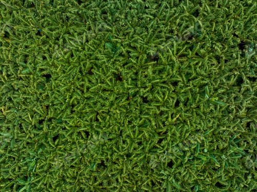 Preview: Aerial view of banana trees growing at field
