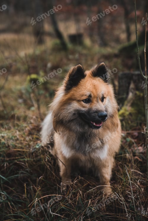 Preview: Cute dog running on path in countryside