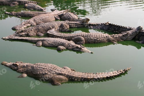 Preview: Crocodile swimming in lake.