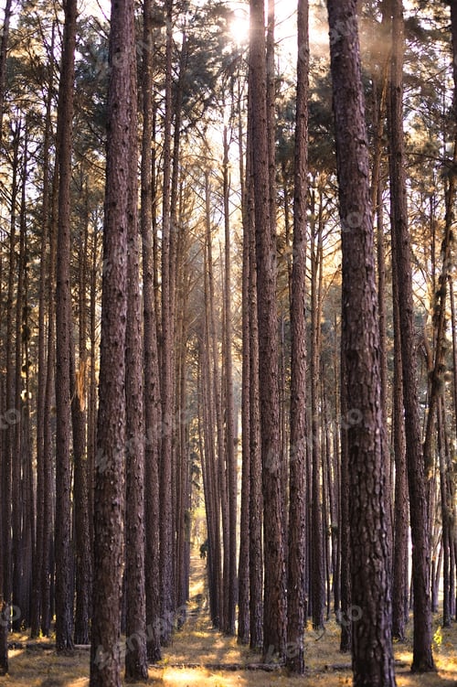 Preview: beautiful green forest in summer