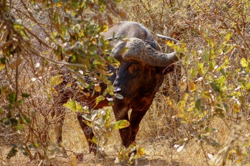 Preview: Wild buffalo