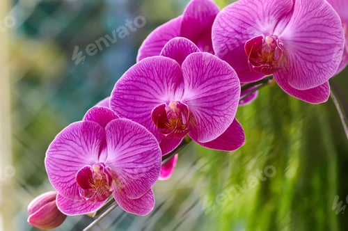 Preview: The magenta color orchid blossom