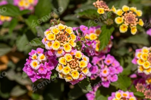 Preview: Close up Lantana camara. Summer flowers series, beautiful Lantana camara.