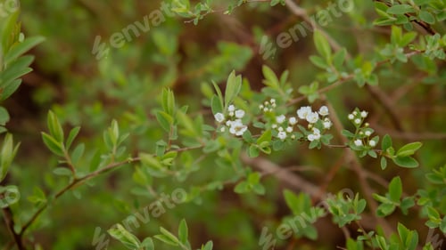 Preview: White flowers of cherry blossom on cherry tree close up. Copy space wallpaper postcard greeting card