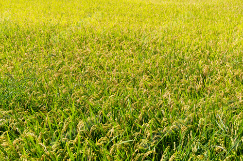 Preview: Autumn rice field